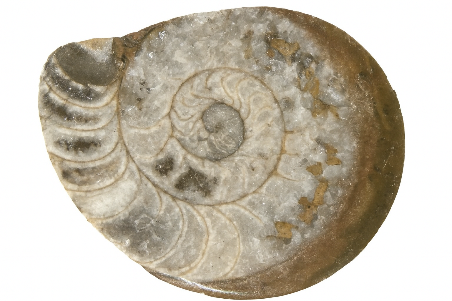 Gonioceras.