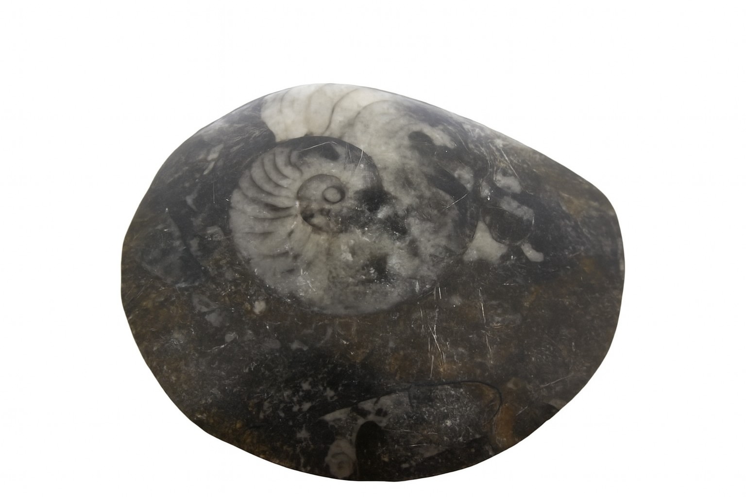 Gonioceras.