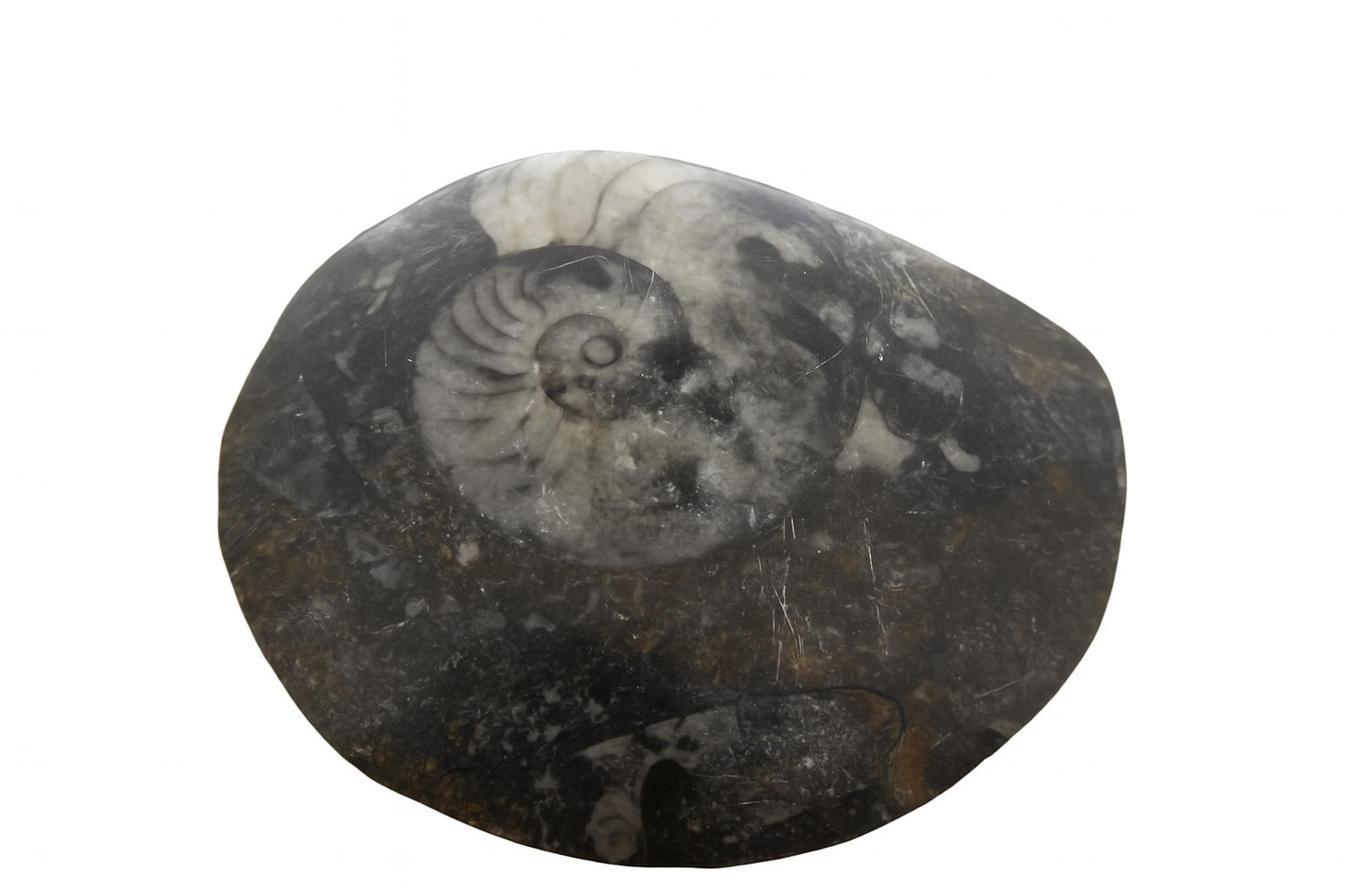 Gonioceras.