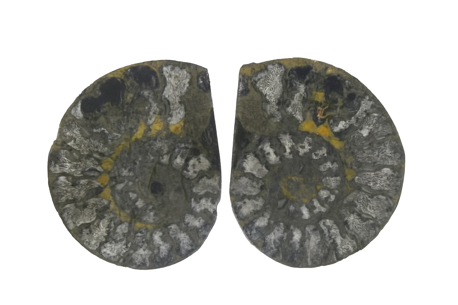 Pyritised Ammonites.