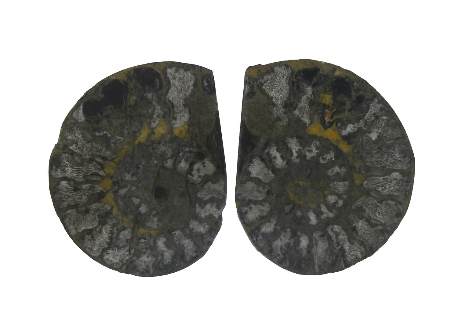 Pyritised Ammonites.