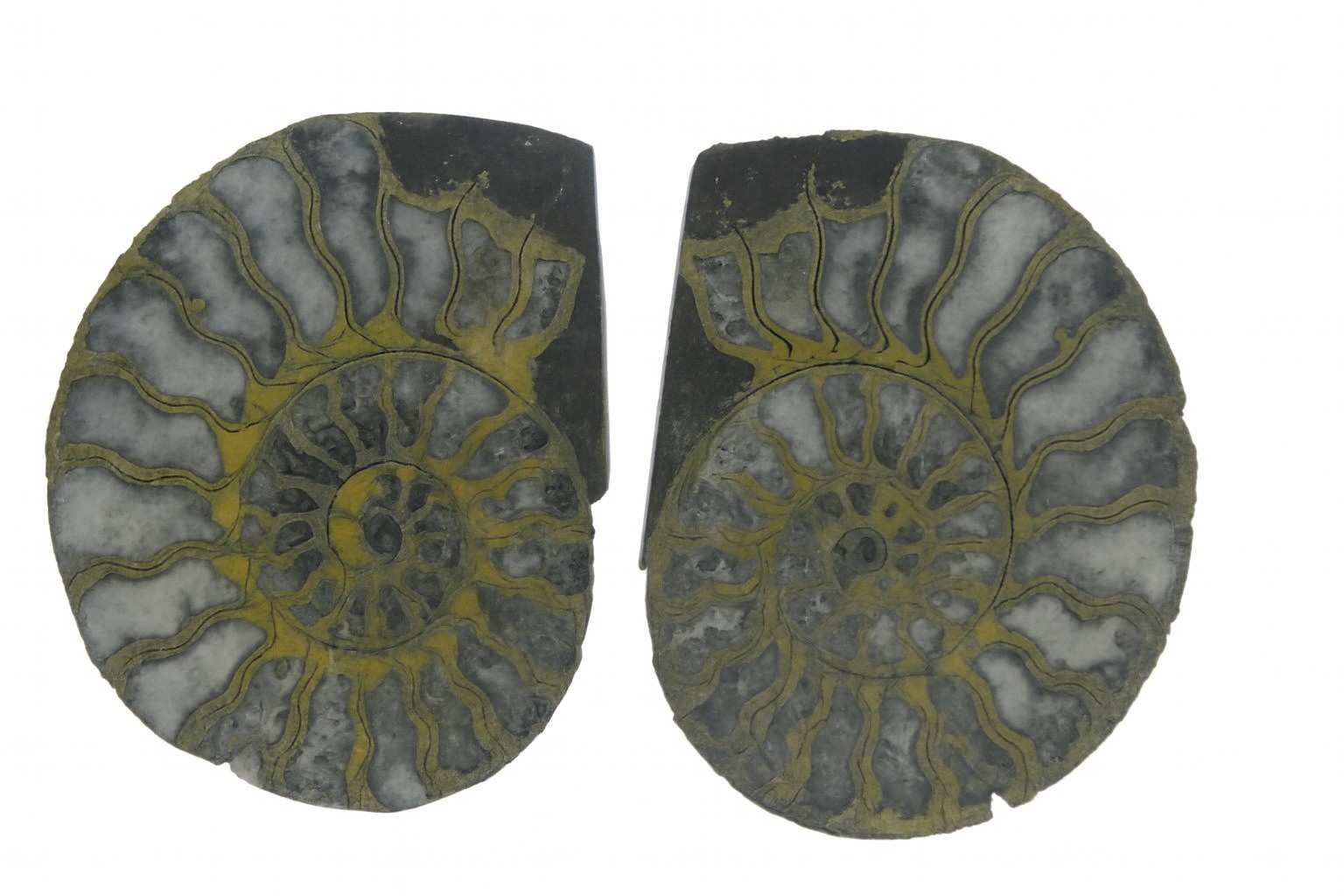 Pyritised Ammonites.