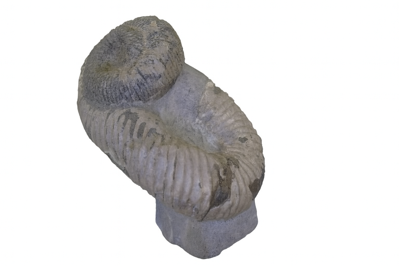 Notoceras.