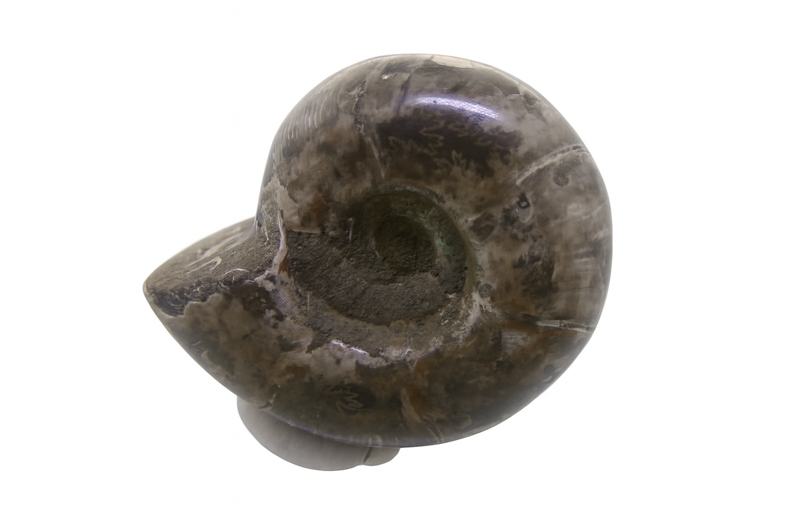 Lytoceras.