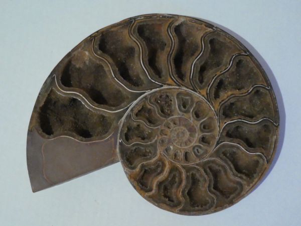 Ammonites