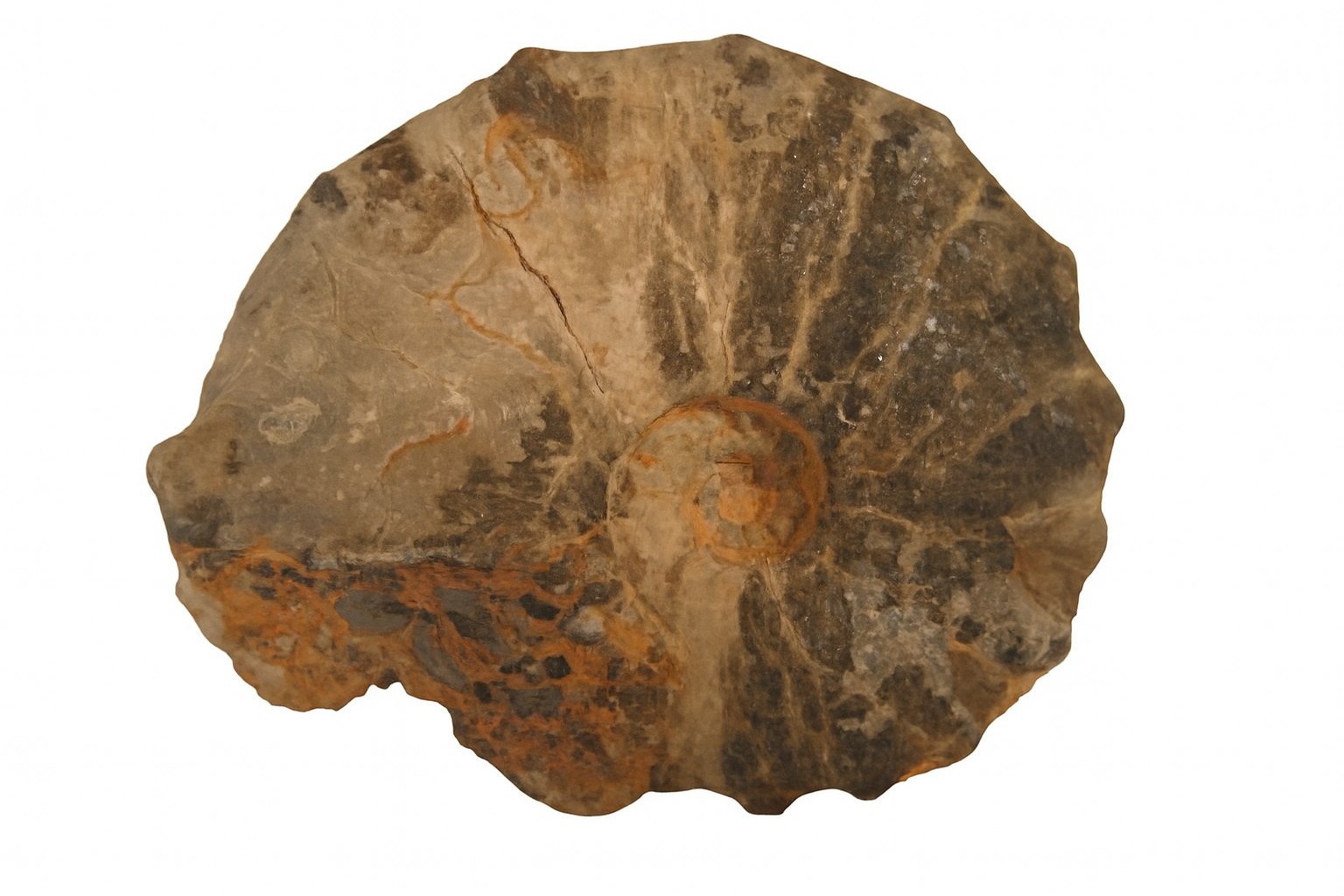 Mamites