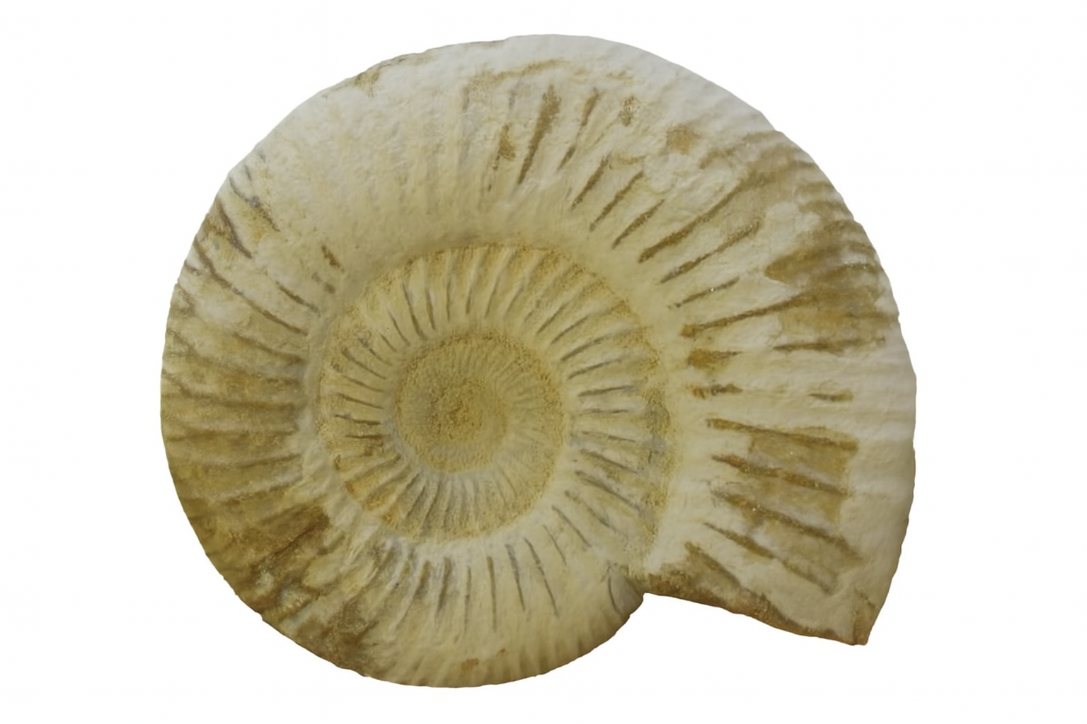 Perisphinctes.
