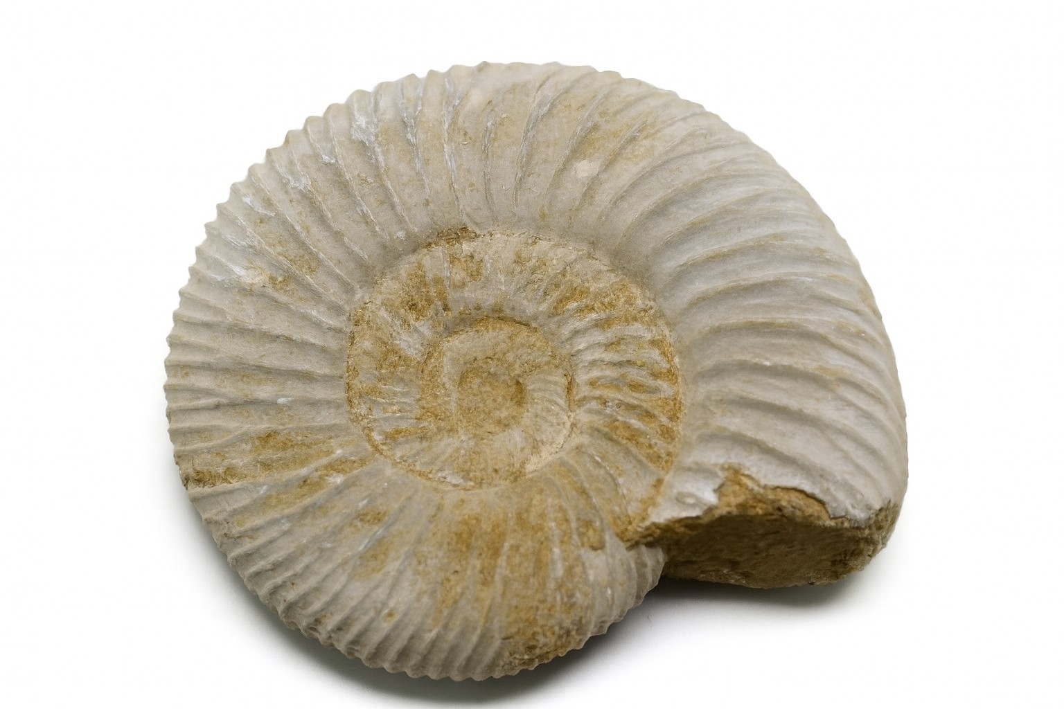 Whole Perisphinctes