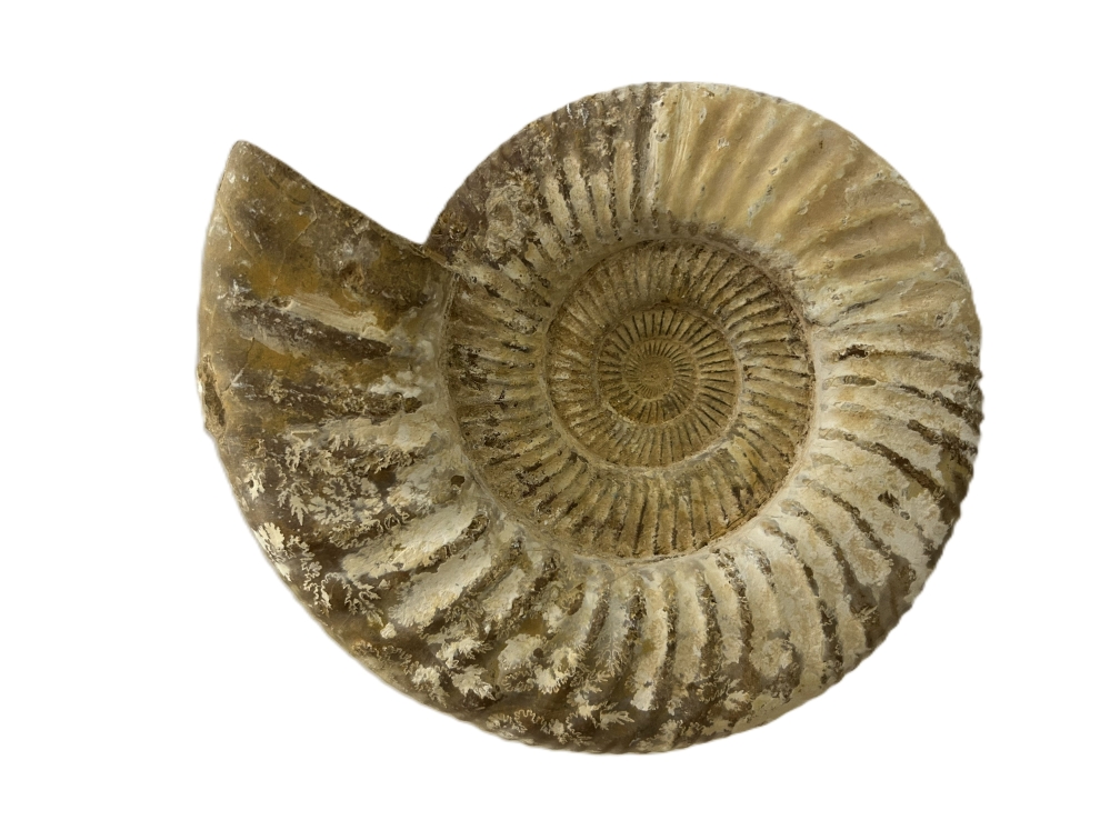 Perisphinctes.