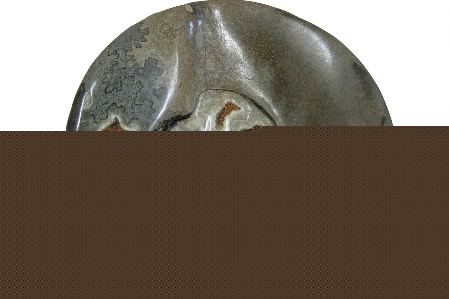 Schoelenbachia.