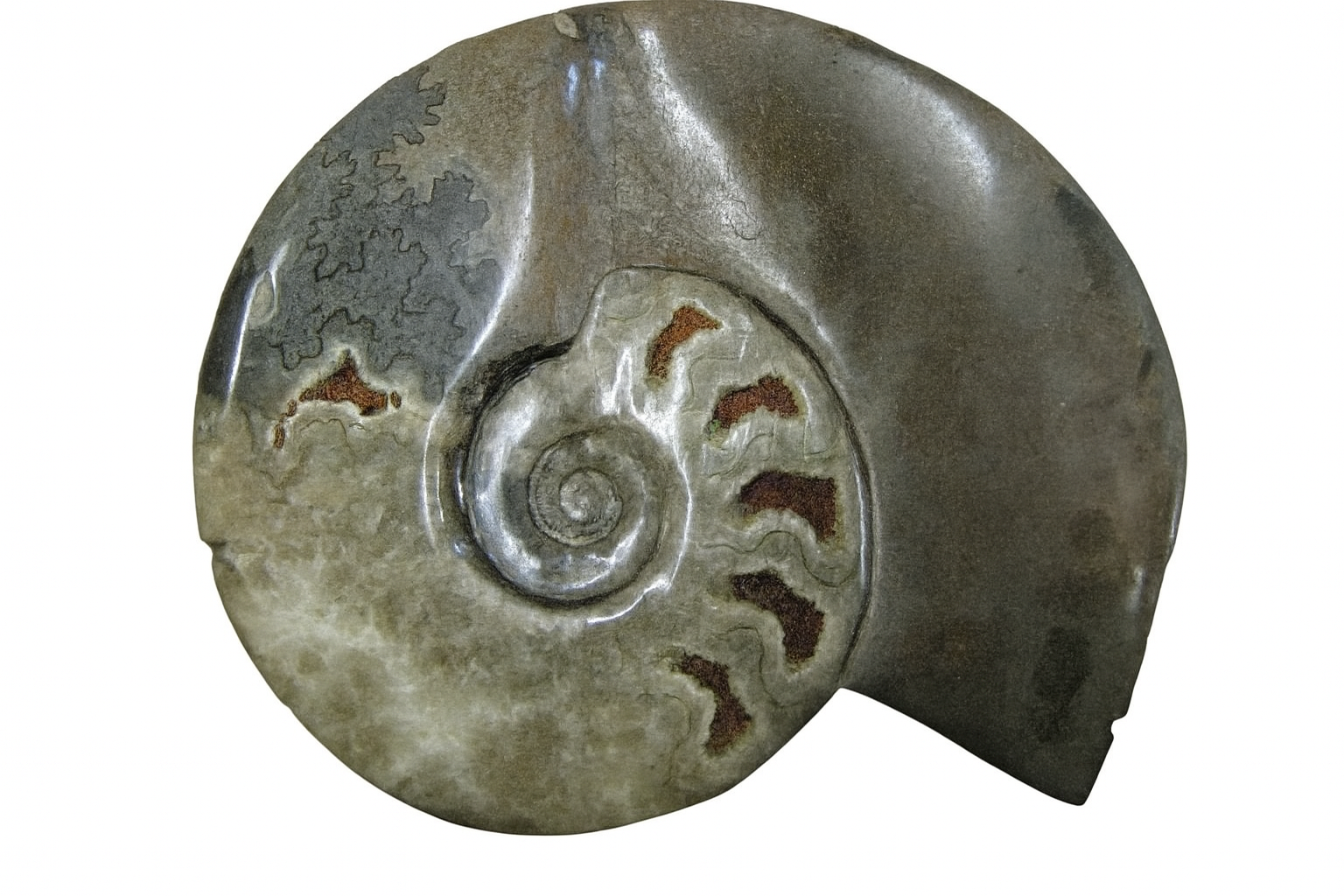 Schoelenbachia.