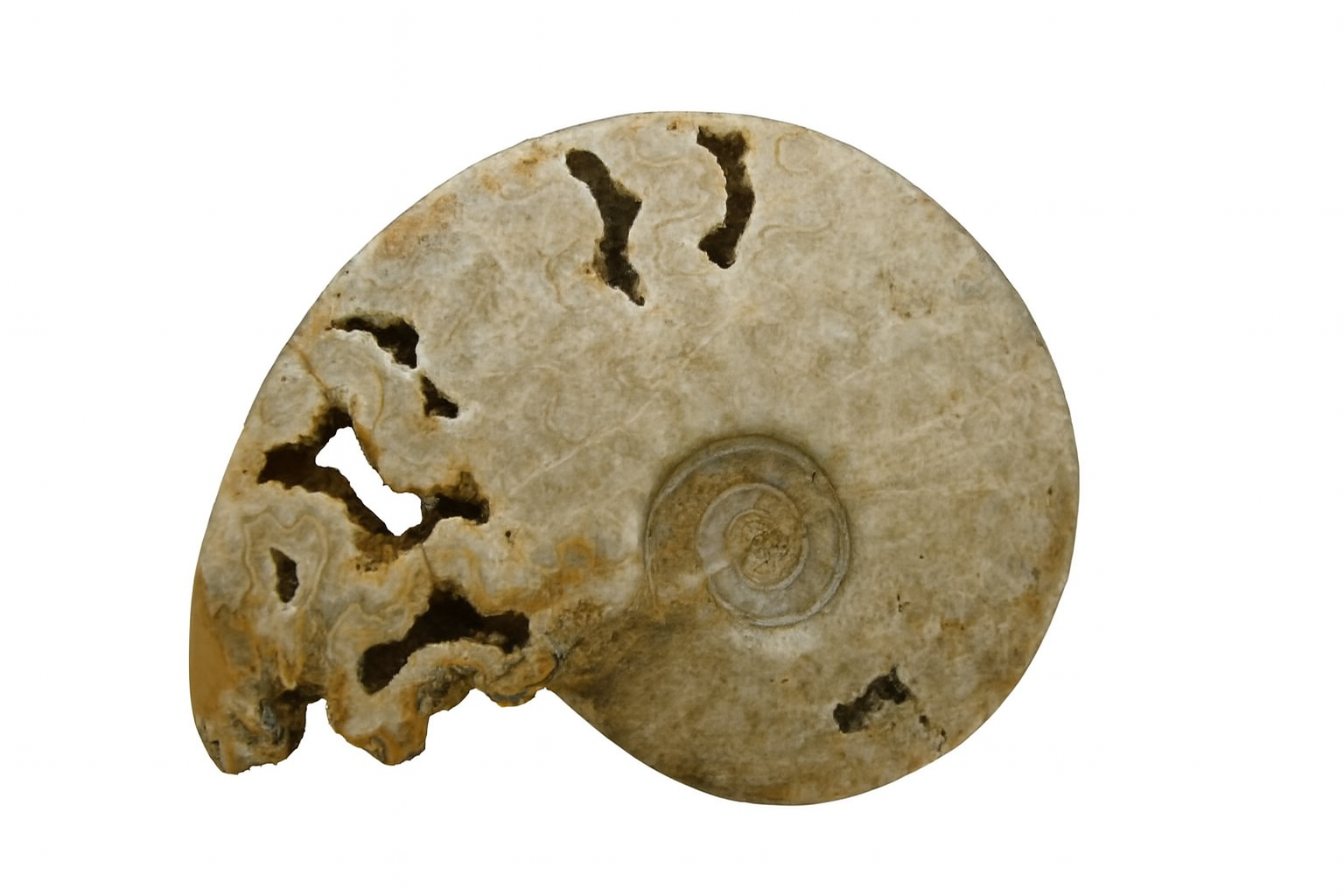 Schoelenbachia