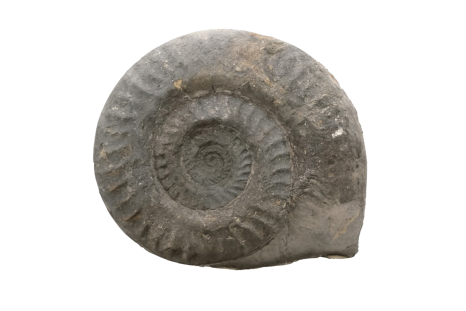 Hildoceras bifrons