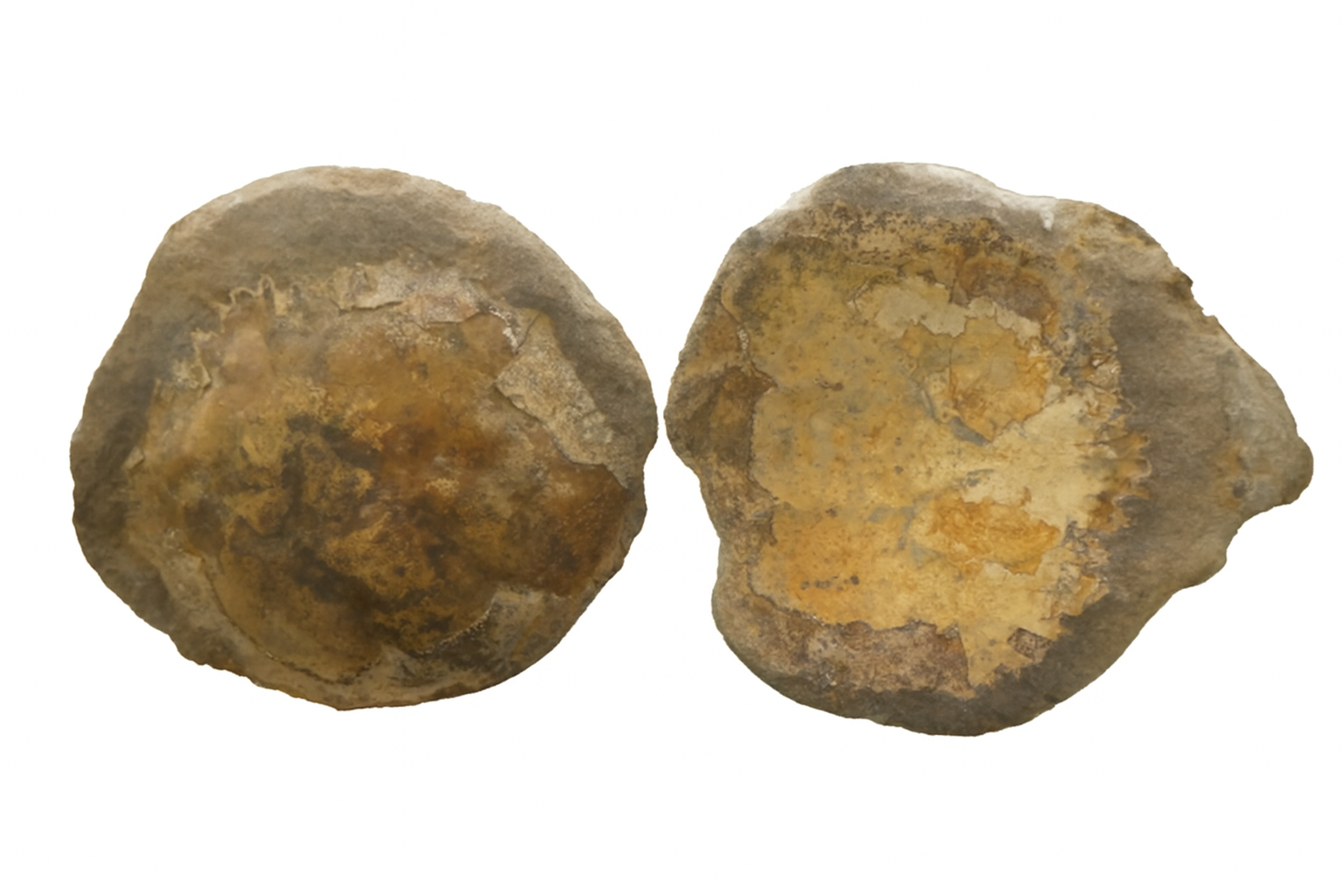 fossils.com.au one of australias best fossil suppliers.