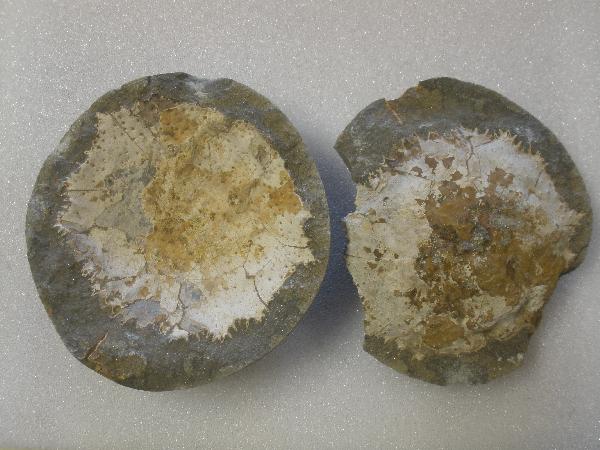 Trichopeltarion greggi.