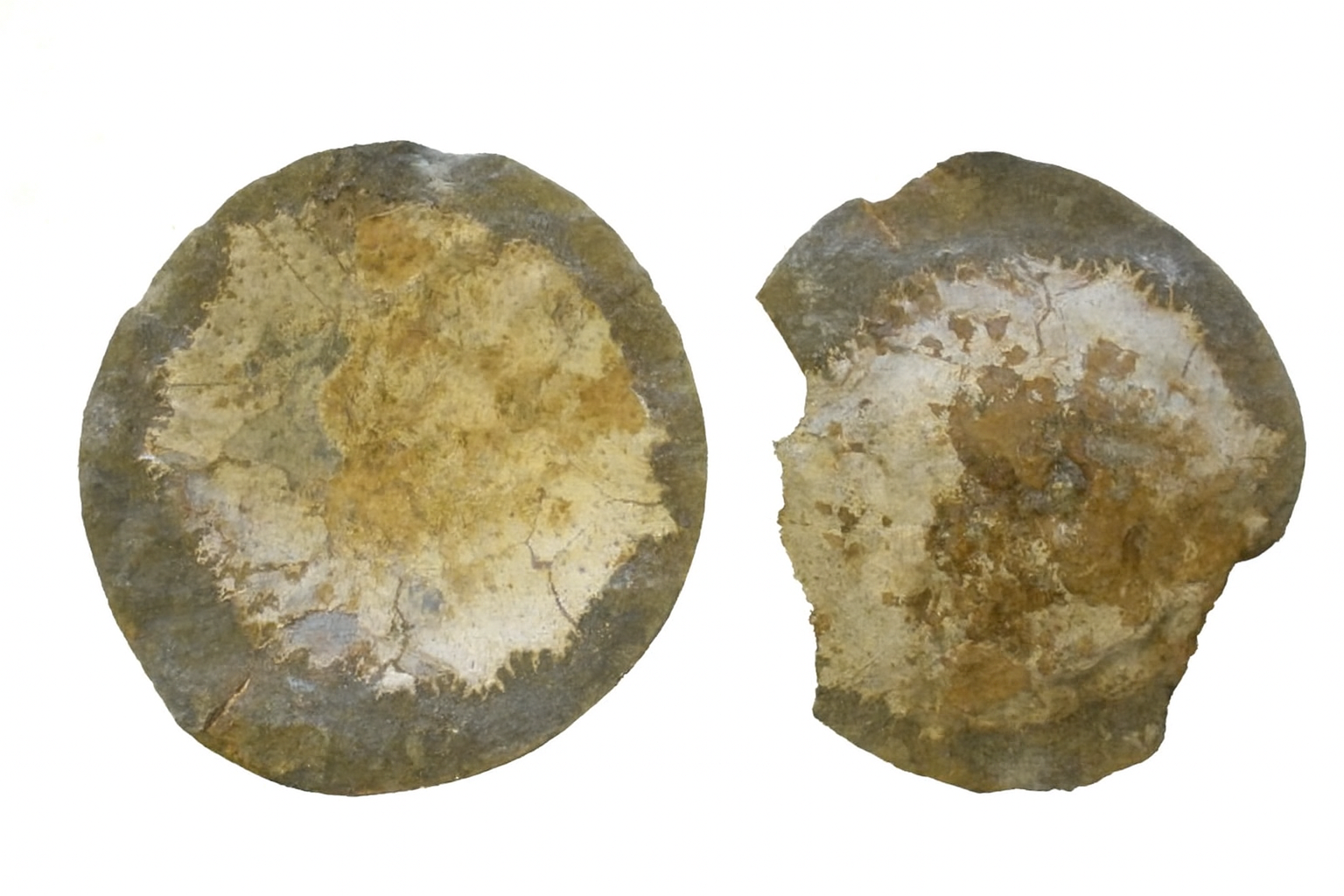 fossils.com.au one of australias best fossil suppliers.