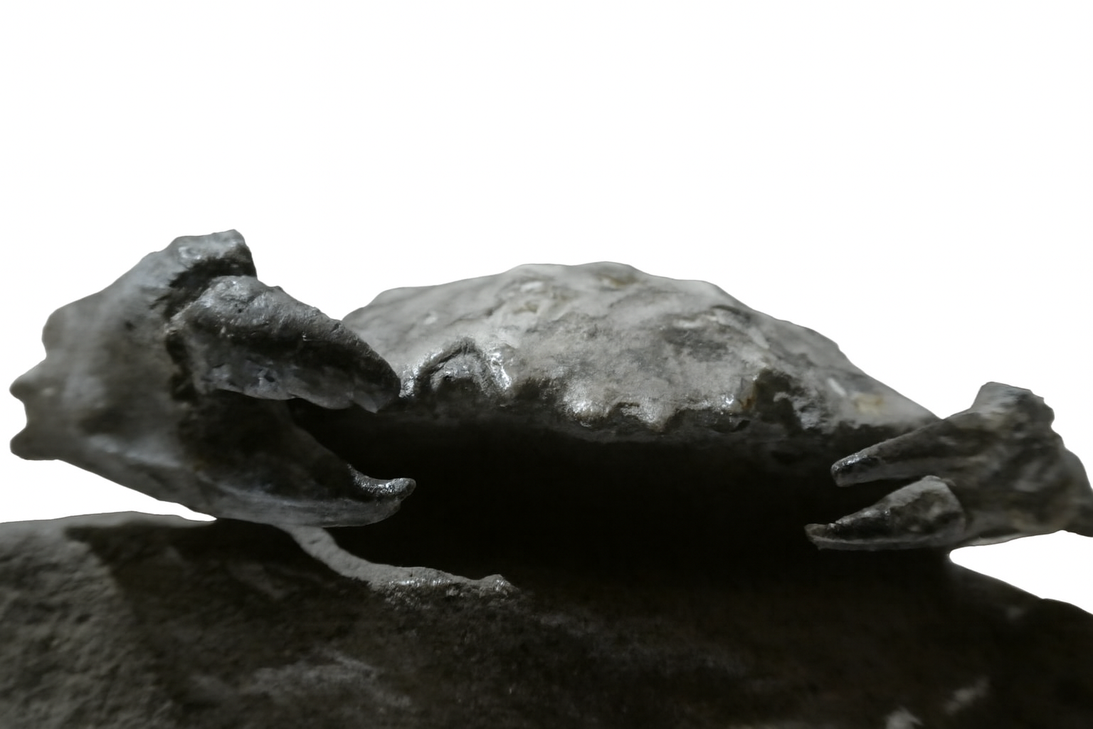 fossils.com.au one of australias best fossil suppliers.