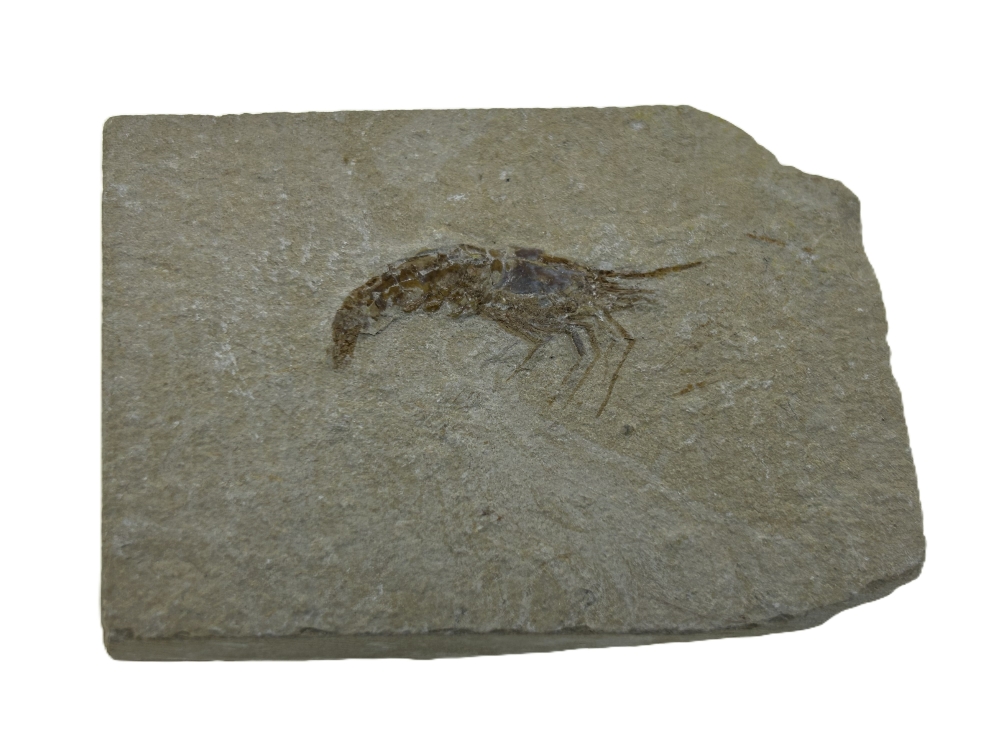 Single Shrimp on Matrix.