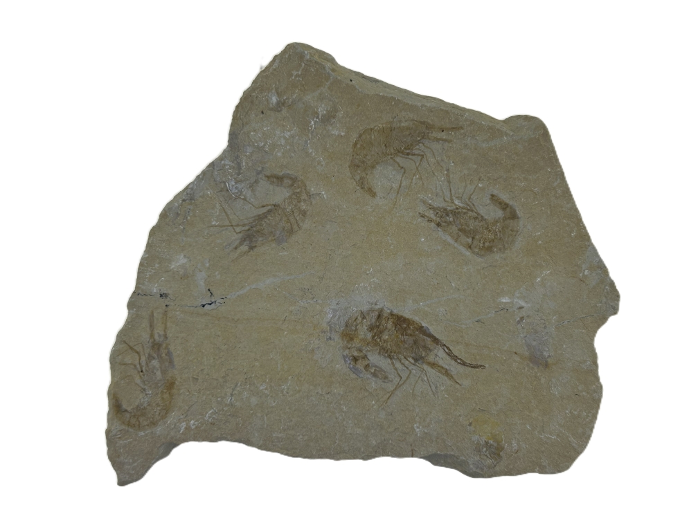 Five Shrimps on Matrix.