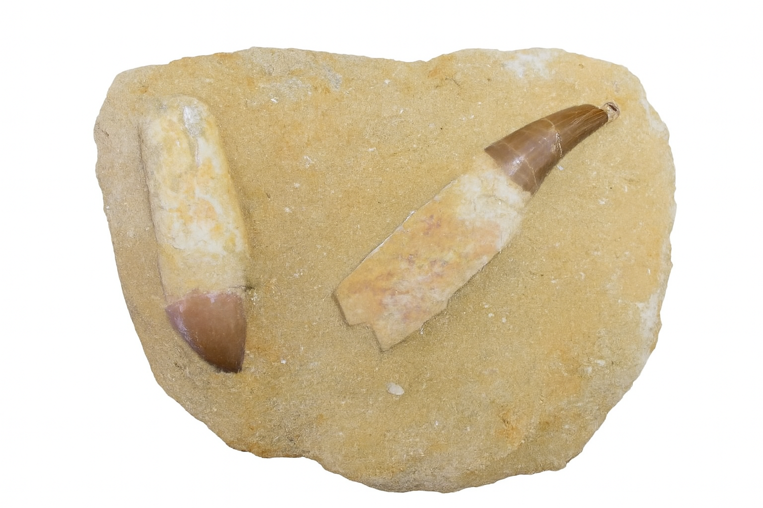 Mosasaurus Tooth.