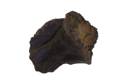 Dromeosaur