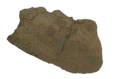Triceratops