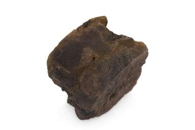 Hadrosaur