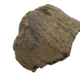 Triceratops Bone.