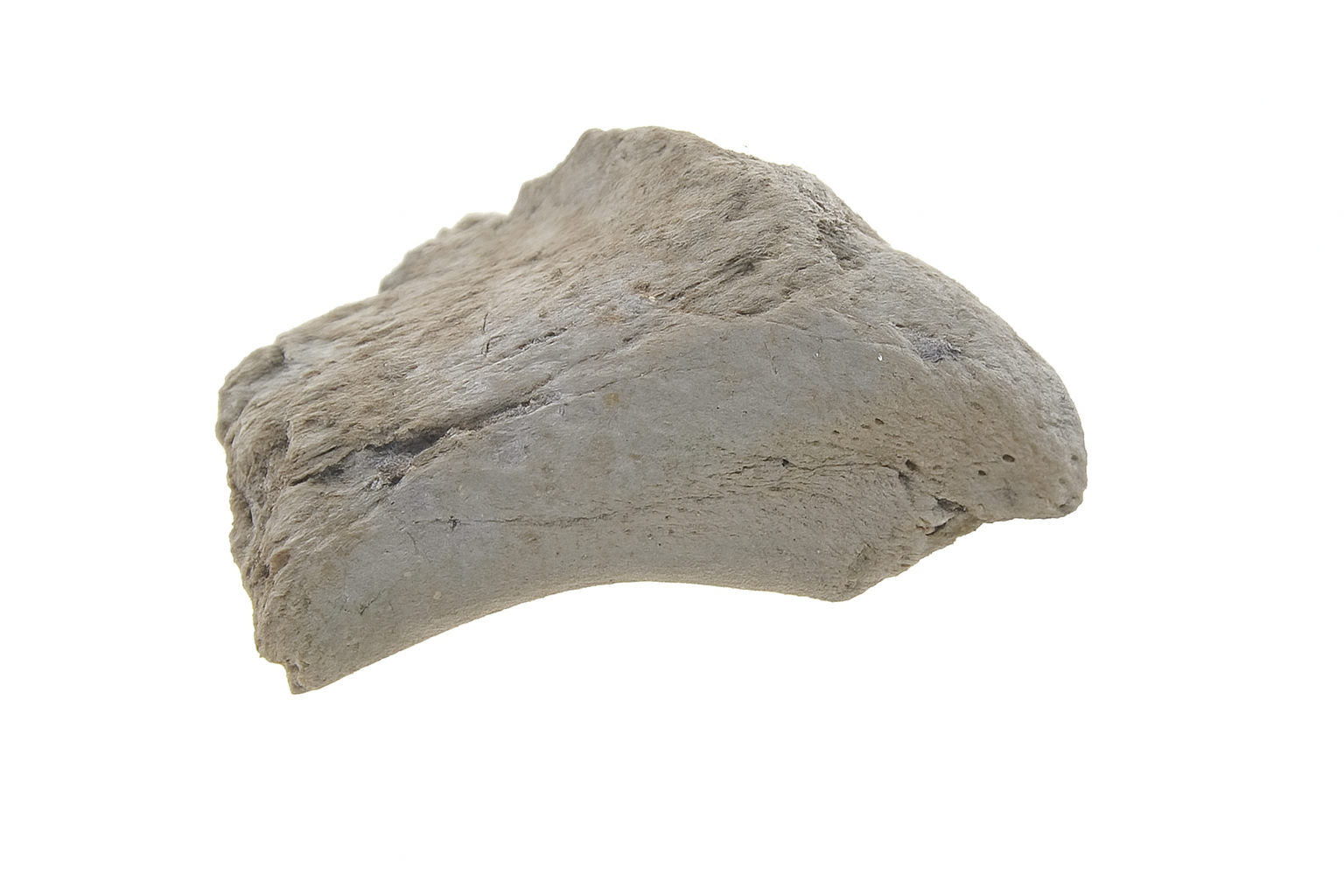 Hadrosaur Bone.