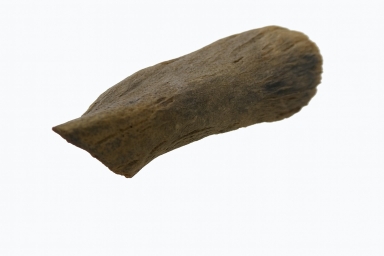 Raptor bone fragment.