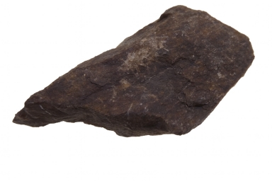 Dinosaur Bone.