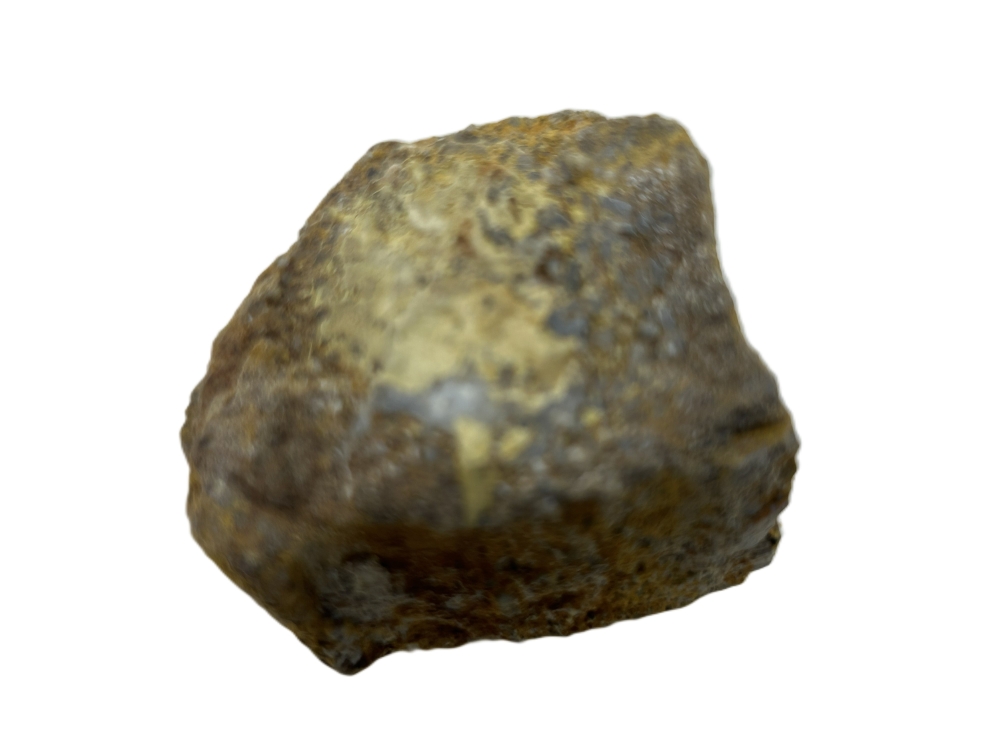 Sauropod Bone.