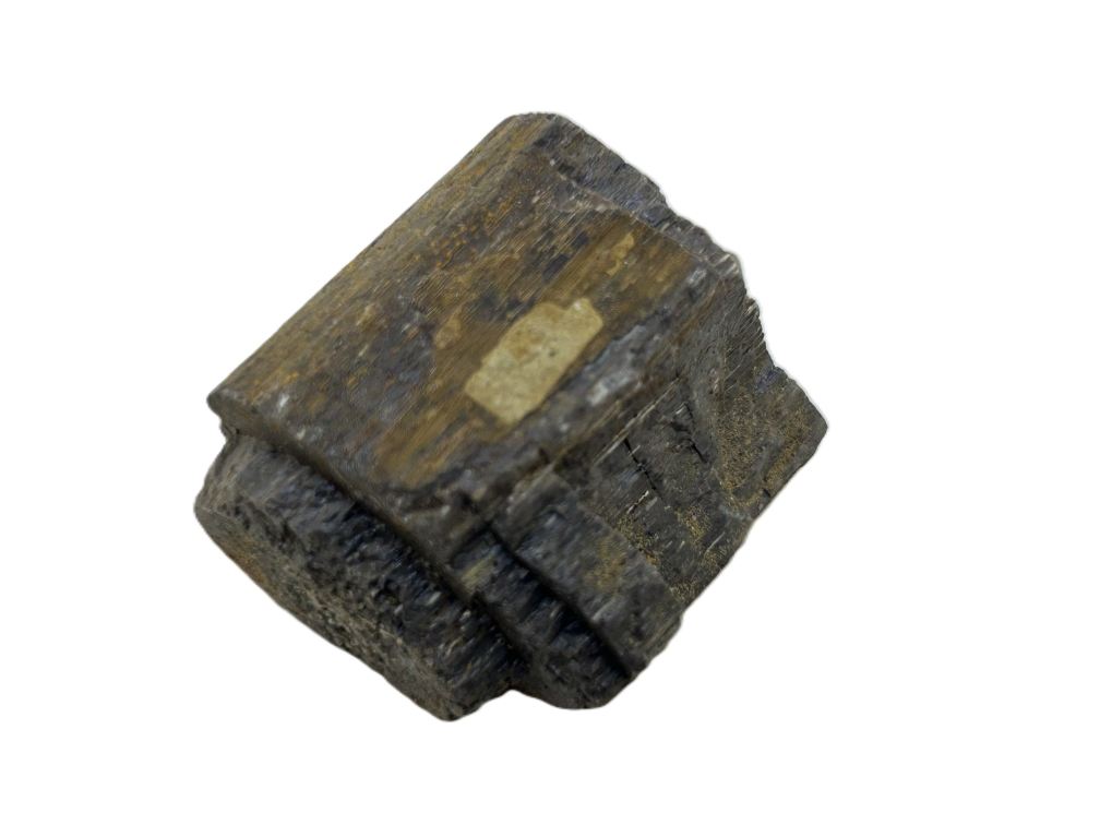 Sauropod Bone.