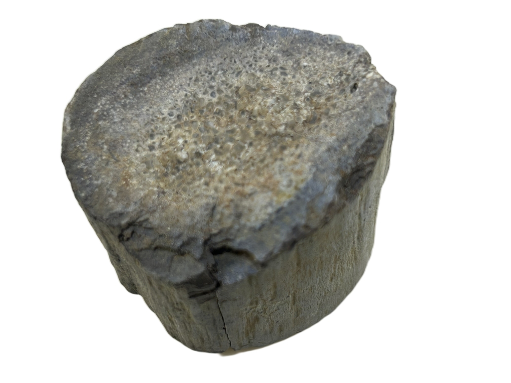 Sauropod