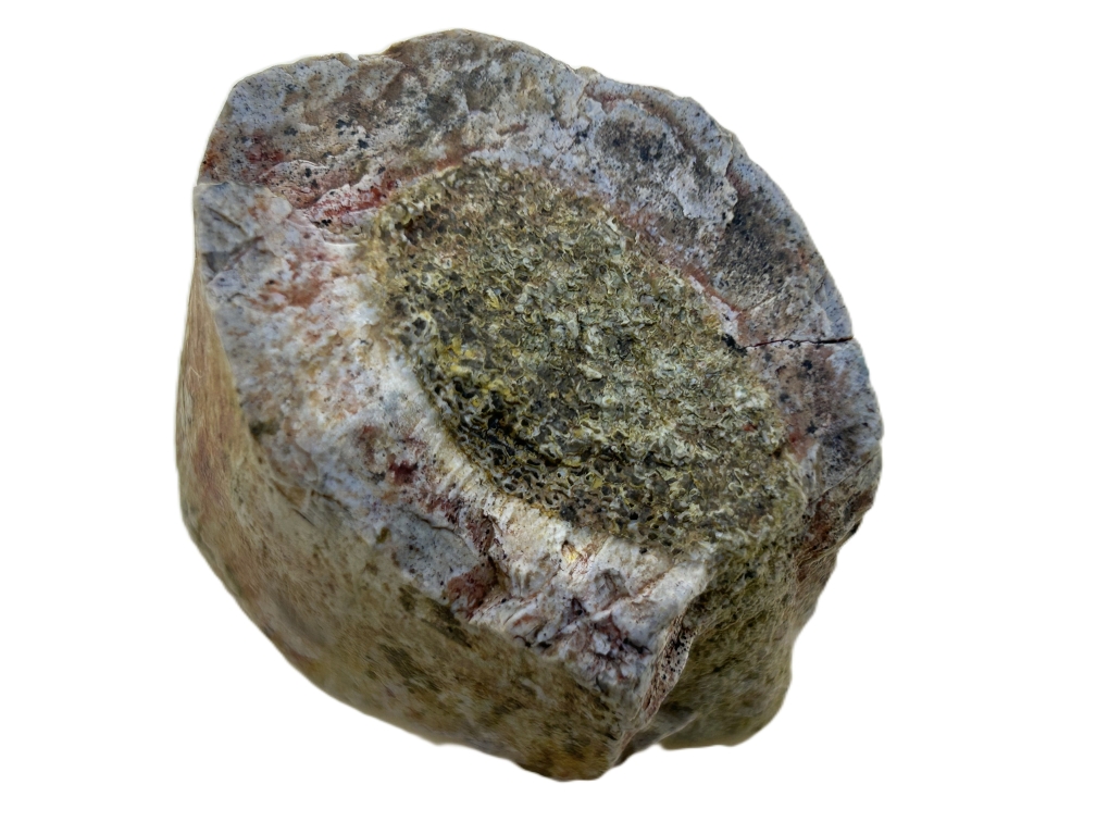 Sauropod Bone.