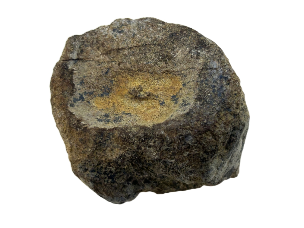 Sauropod Bone.