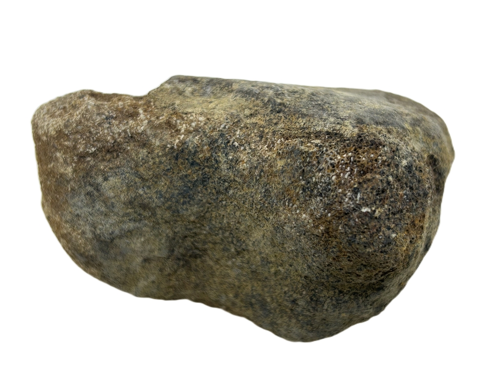 Sauropod Bone.
