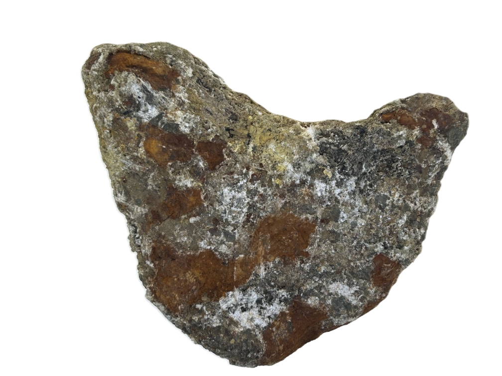 Sauropod Bone.
