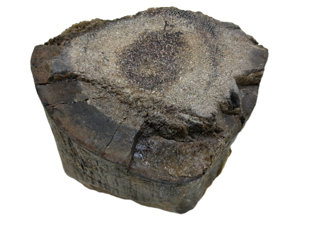Sauropod Bone.