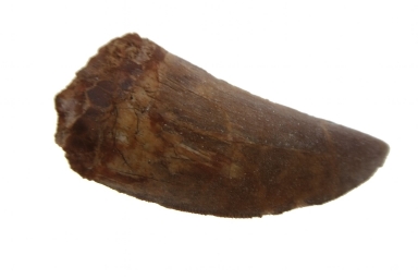 Carcharadontosaurus Tooth