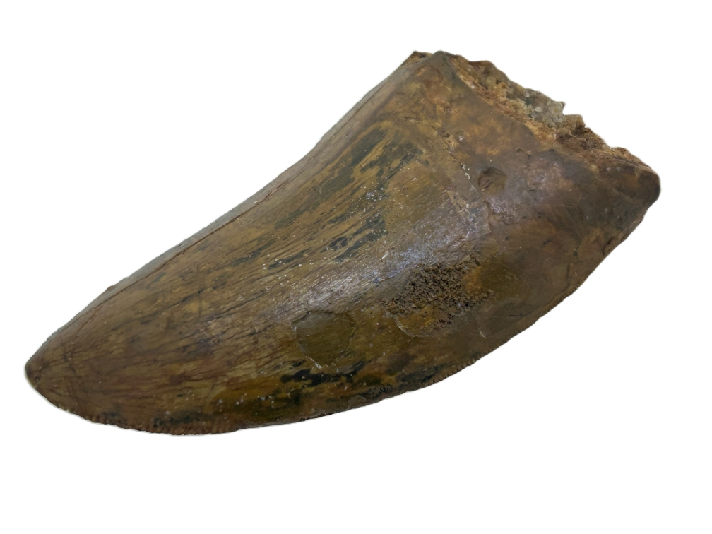 Carcharadontosaurus Tooth.