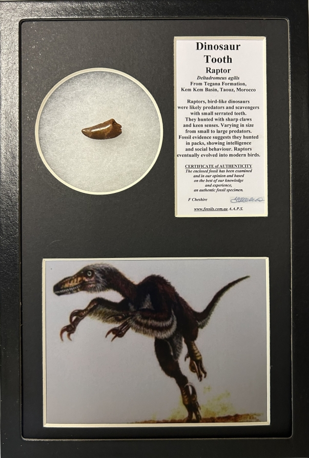 Boxed Raptor tooth.