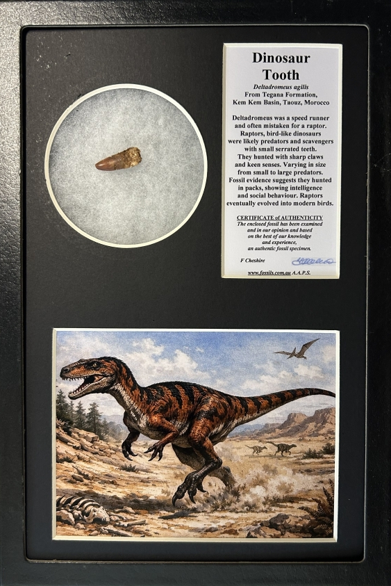 Boxed Raptor like tooth.