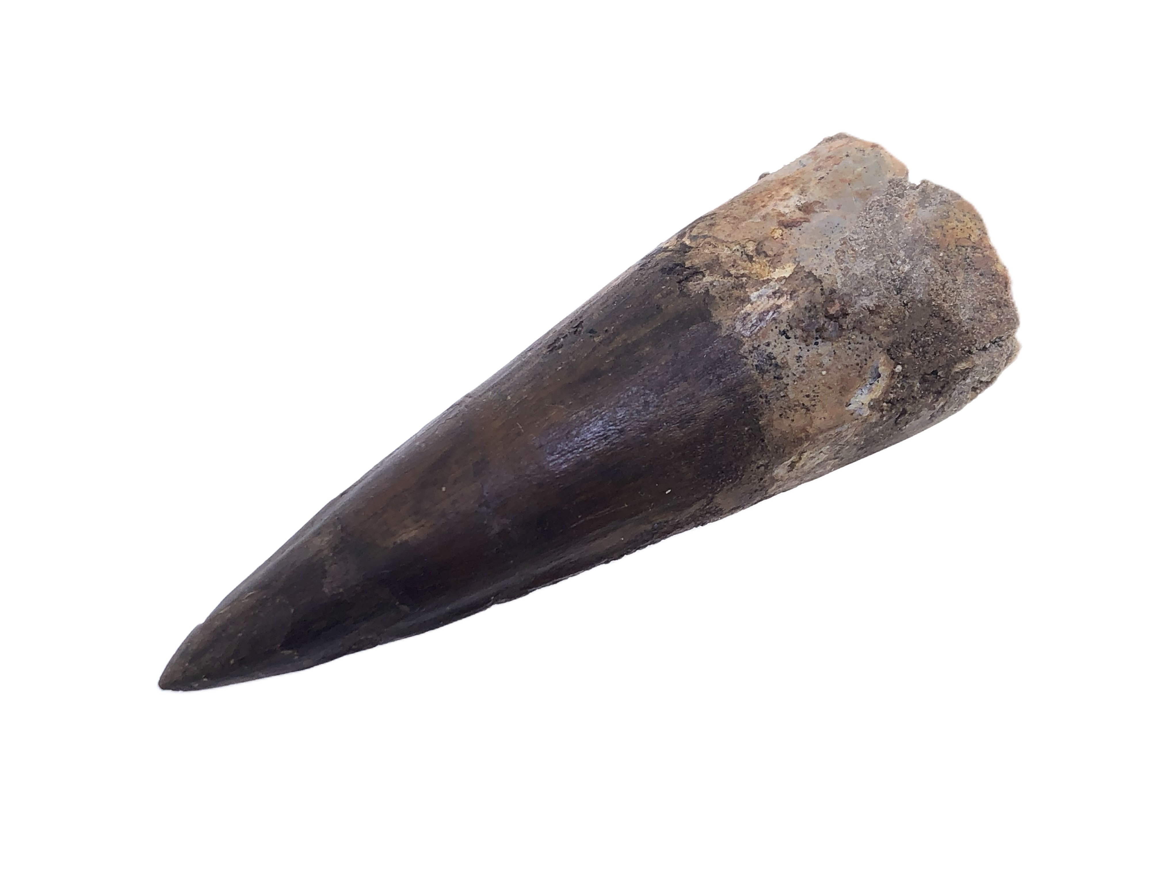 Spinosaur Tooth