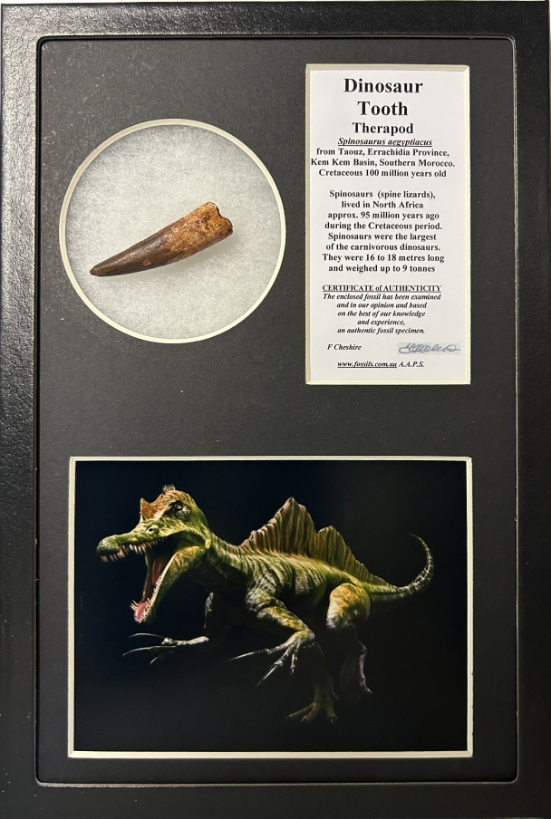 Boxed Spinosaur tooth.