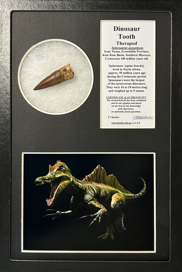 Boxed Spinosaur tooth.