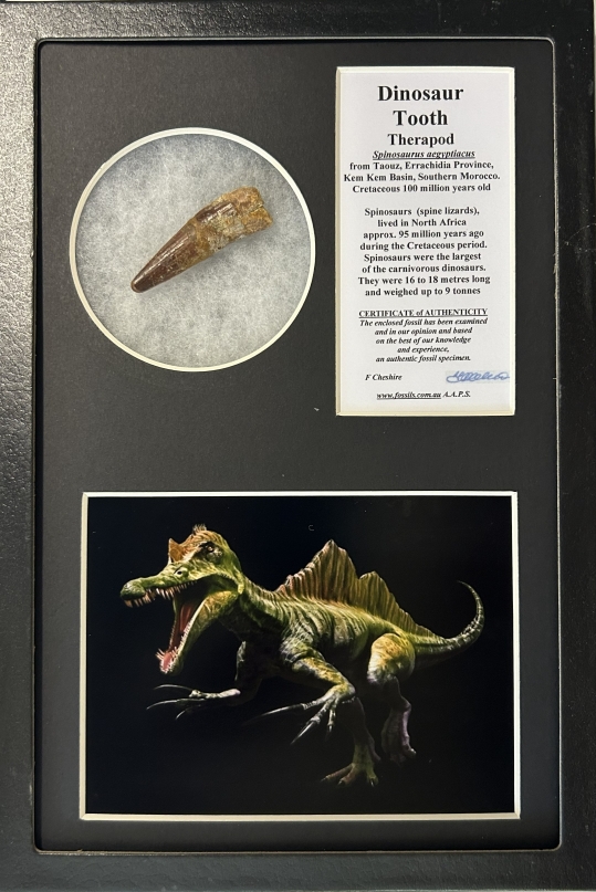 Boxed Spinosaur tooth.