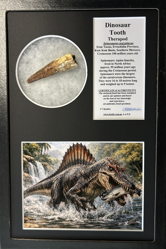 Boxed Spinosaur tooth.