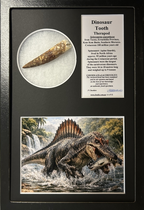 Boxed Spinosaur tooth.