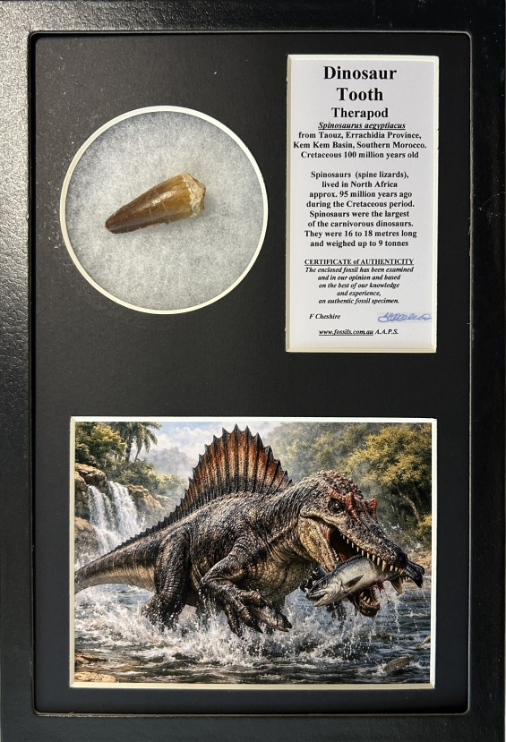 Boxed Fossils